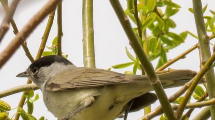 Karabaşlı ötleğen