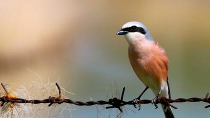 Kızılsırtlı örümcekkuşu