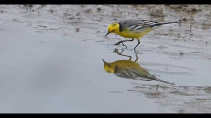 Sarıbaşlı kuyruksallayan