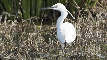 Küçük ak balıkçıl