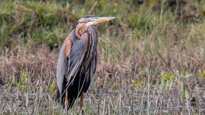 Erguvani balıkçıl