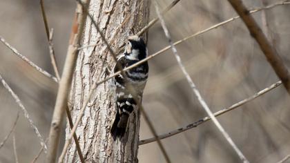 Küçük ağaçkakan