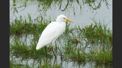Western Cattle Egret
