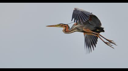 Erguvani balıkçıl