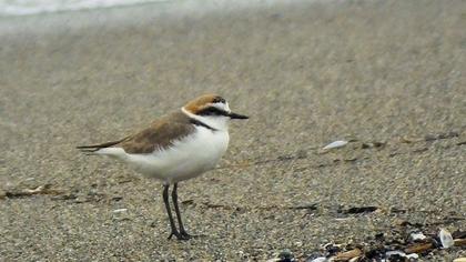 Kentish Plover