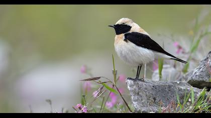 Karakulaklı kuyrukkakan