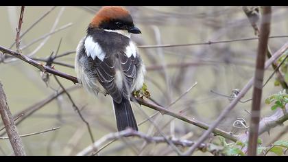 Kızılbaşlı örümcekkuşu