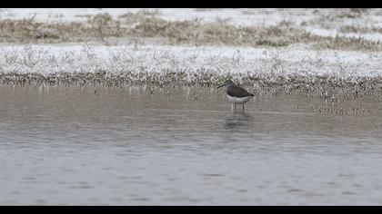 Orman düdükçünü