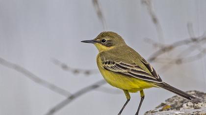 Sarı kuyruksallayan