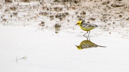 Sarıbaşlı kuyruksallayan