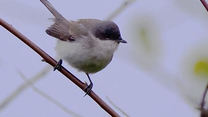 Küçük akgerdanlı ötleğen