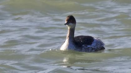 Karaboyunlu batağan