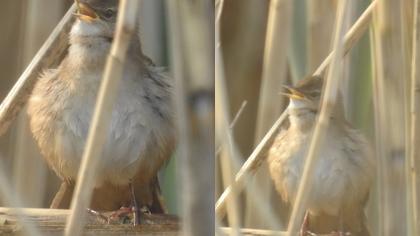 Bataklık kamışçını
