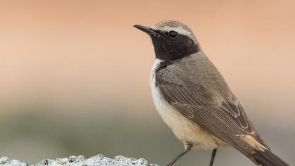 Kızılca kuyrukkakan