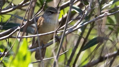 Büyük kamışçın