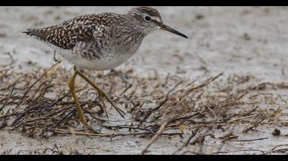 Orman düdükçünü