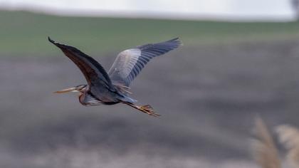 Erguvani balıkçıl