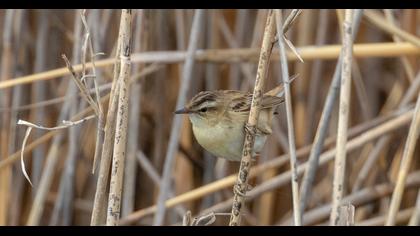 Sedge Warbler