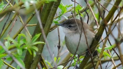 Bataklık kamışçını