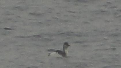 Karagerdanlı dalgıç