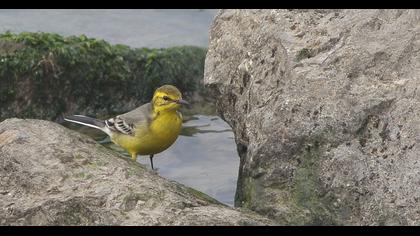 Sarıbaşlı kuyruksallayan