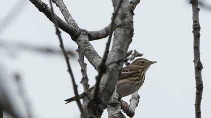 Tree Pipit