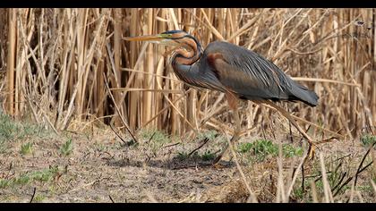 Erguvani balıkçıl