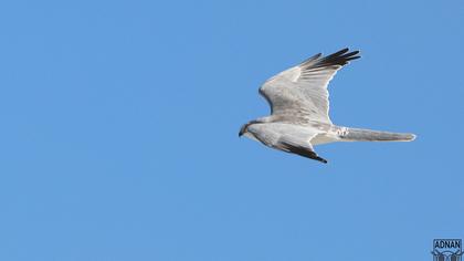 Pallid Harrier