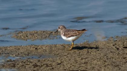 Sarıbacaklı kumkuşu