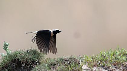 Karakulaklı kuyrukkakan