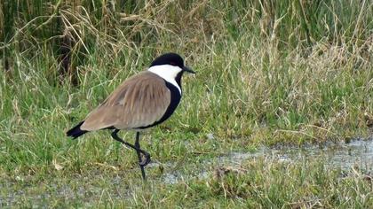 Spur-winged Lapwing