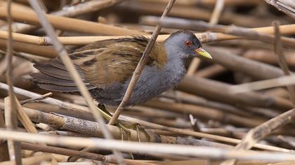 Little Crake