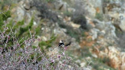 Karakulaklı kuyrukkakan