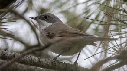Küçük akgerdanlı ötleğen