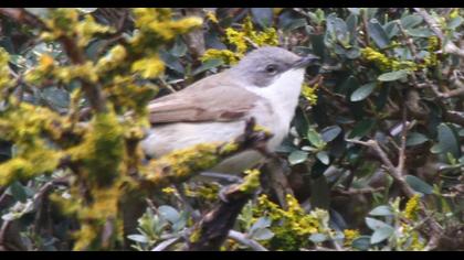 Küçük akgerdanlı ötleğen
