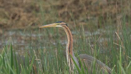 Erguvani balıkçıl