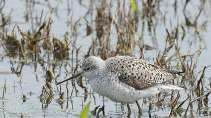 Bataklık düdükçünü