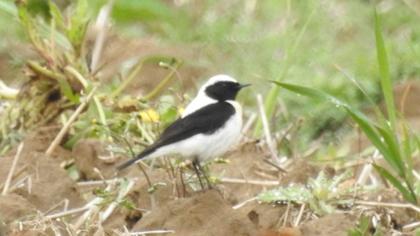 Karakulaklı kuyrukkakan