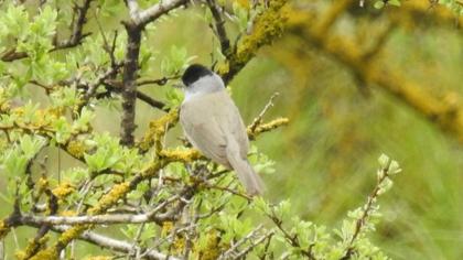 Karabaşlı ötleğen