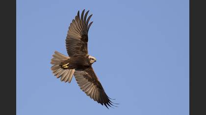 Western Marsh Harrier