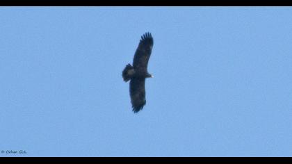 Büyük orman kartalı