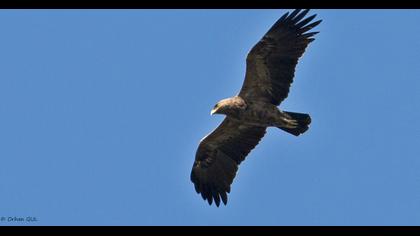 Küçük orman kartalı