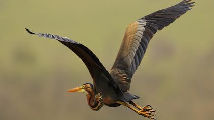 Erguvani balıkçıl