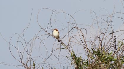 Kızılbaşlı örümcekkuşu