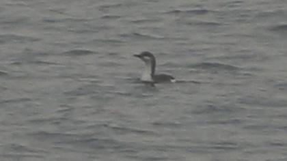 Karagerdanlı dalgıç