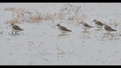 Bataklık düdükçünü