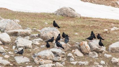 Sarıgagalı dağ kargası