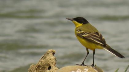 Sarı kuyruksallayan