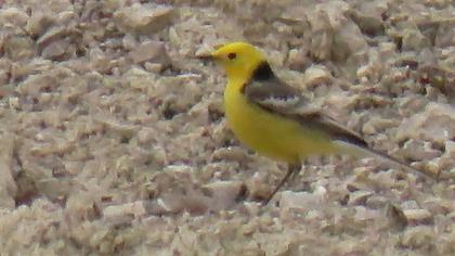 Sarıbaşlı kuyruksallayan