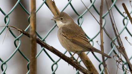 Akgerdanlı ötleğen
